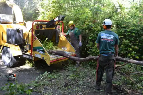 tree services Palmetto Estates